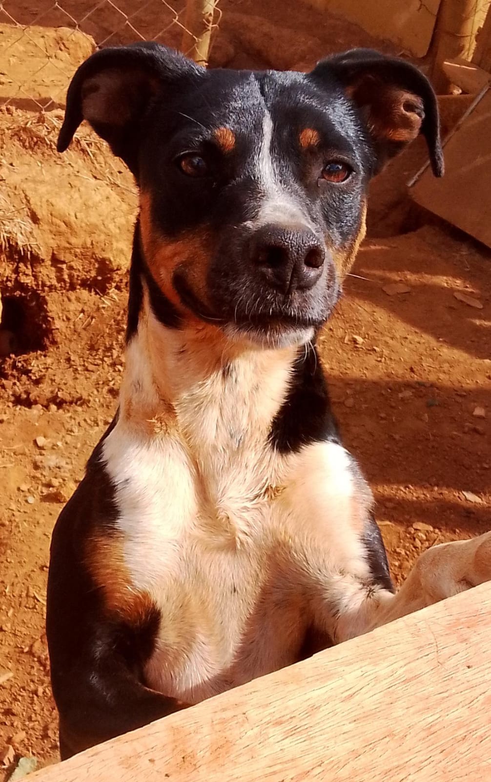 Ritinha esperando adoção