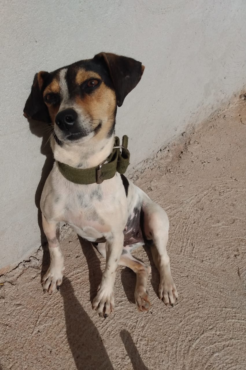Florzinha esperando adoção