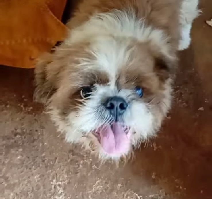Bob esperando adoção