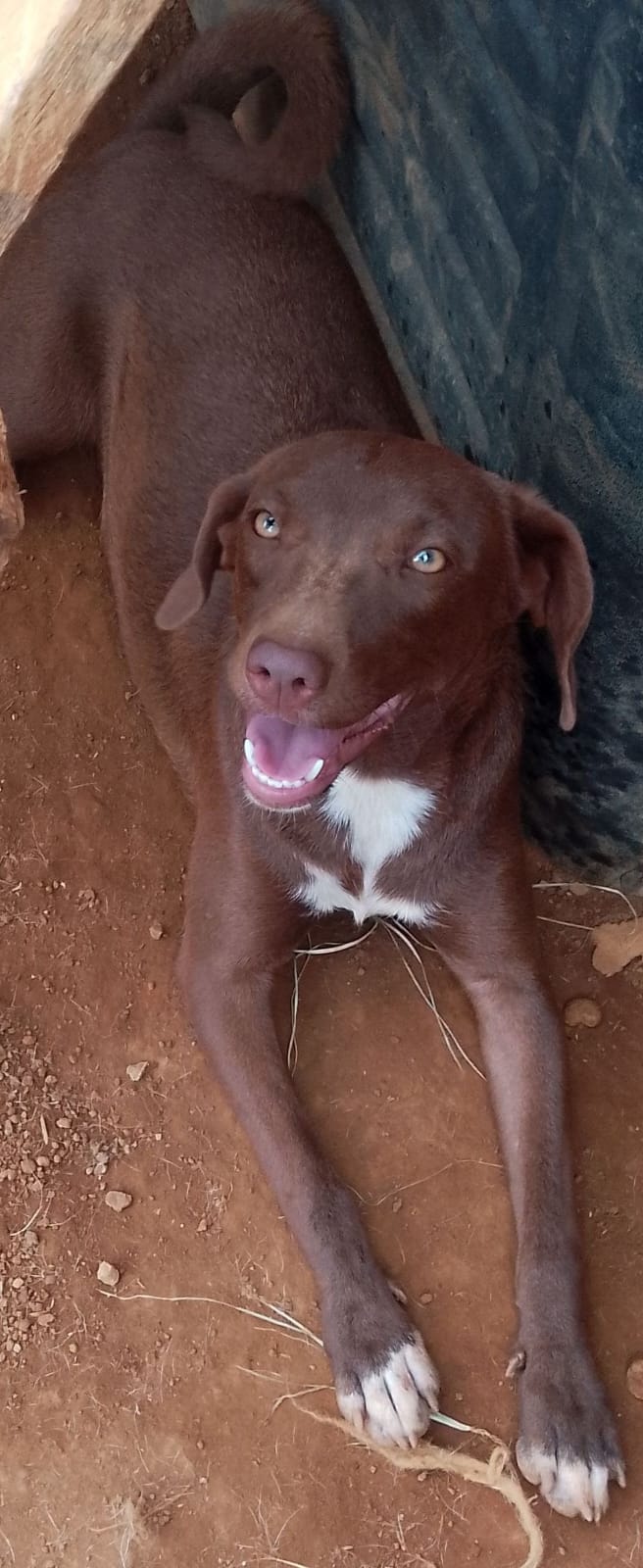 Cacau esperando adoção