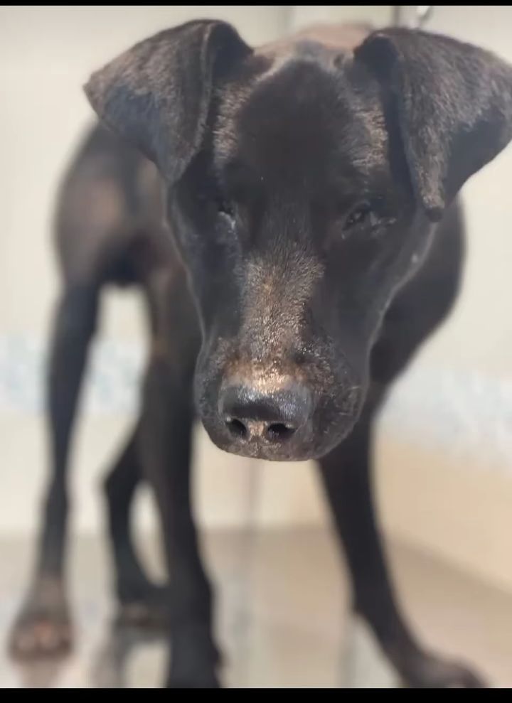 Chico esperando adoção