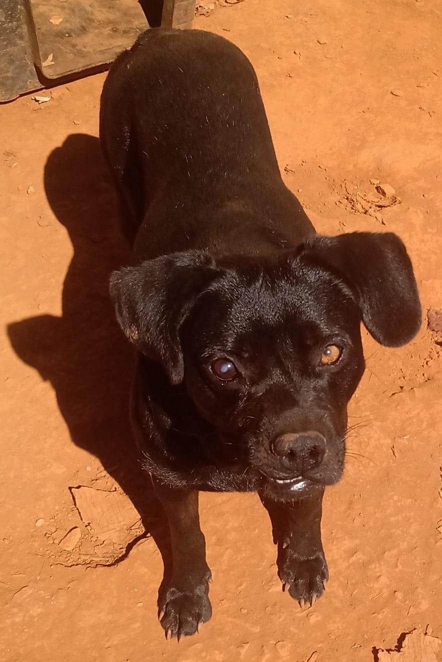 Dentinho esperando adoção
