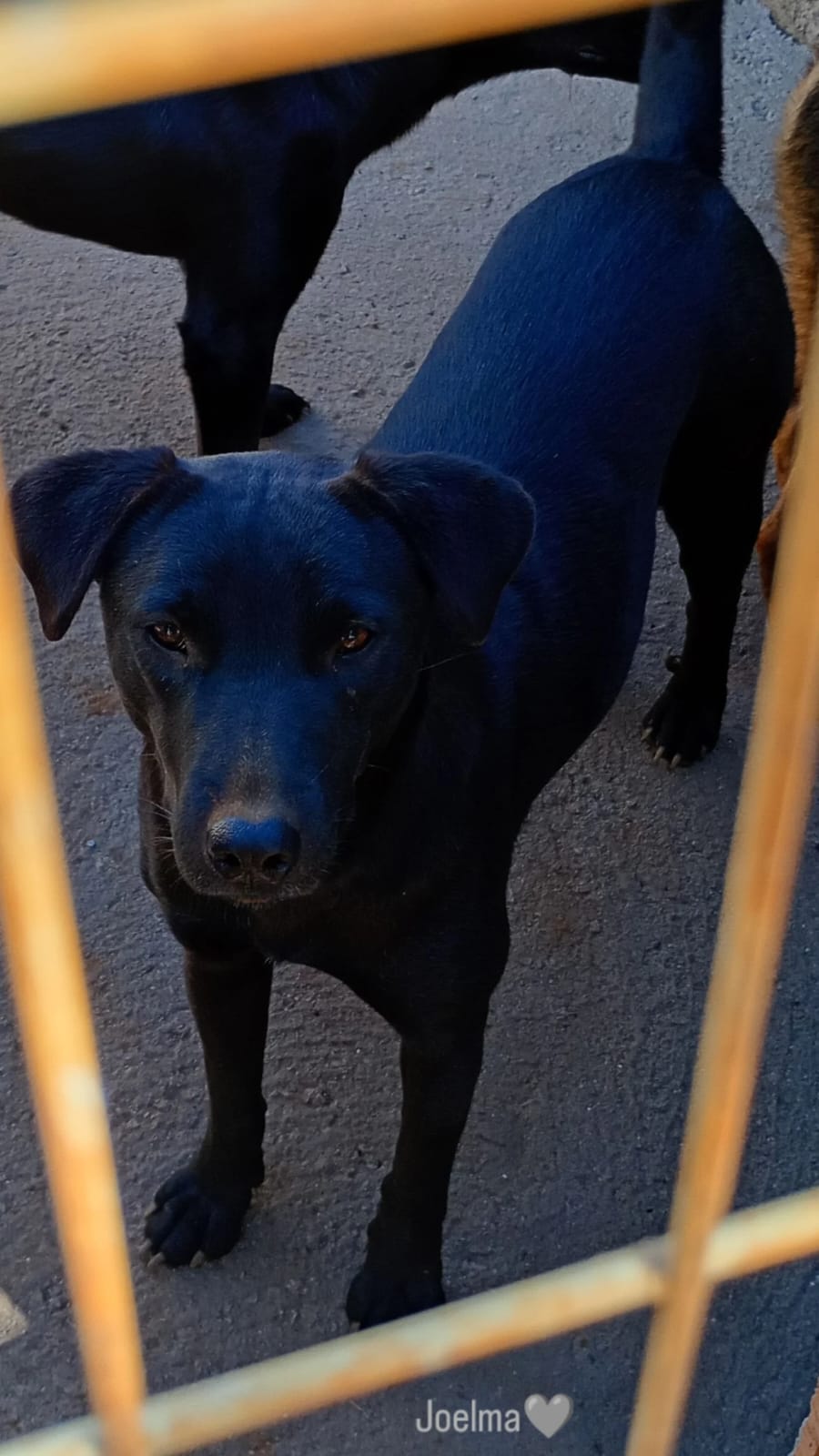 Jurema esperando adoção